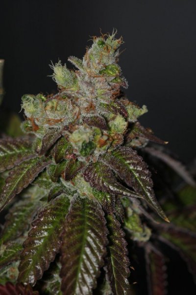 sour1.jpg
