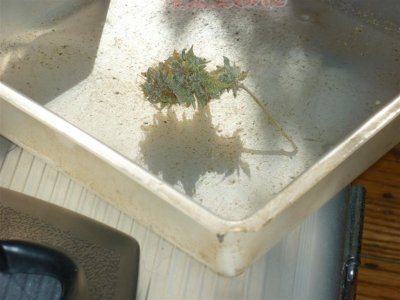 White Widow (Large).jpg