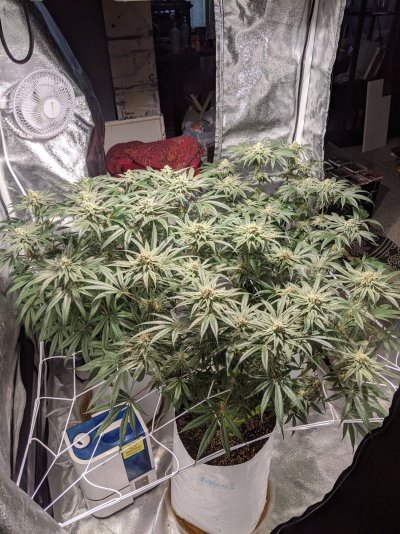 First grow, how does it look?