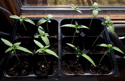 First Time Grower Seeks Advice