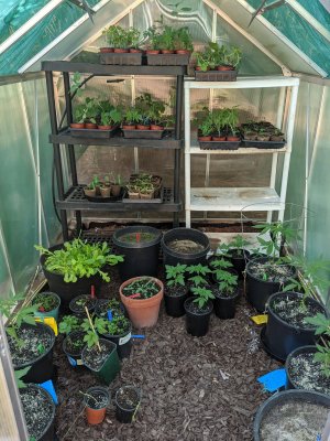 Lets see your 2020 Outdoor Plants!