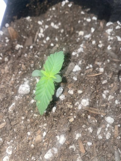 Are they healthy?