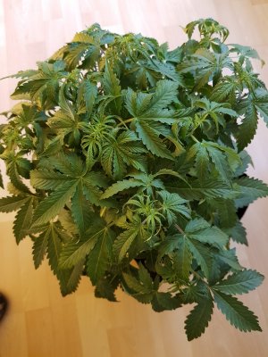 Hi guys, my 1st grow. I have 3 little royal gorillas just 1.5 weeks old, they look a bit yellow all over. I'm using canna coco medium, 600w hps light?