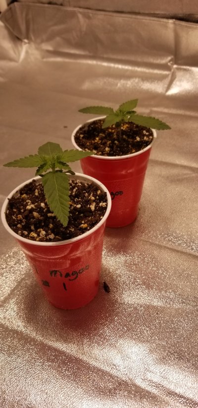Slow Growth - What Am I Doing Wrong?