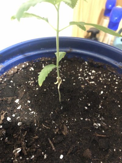 First time grower and I think I have issues