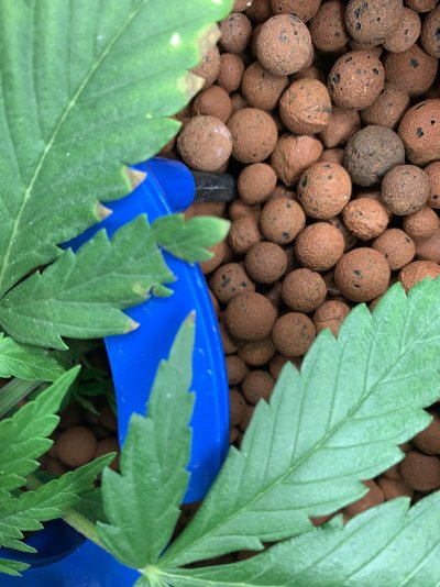 plant-diagnosis-8.jpeg