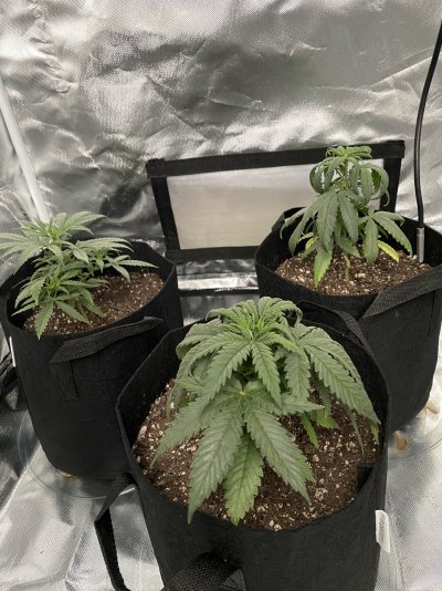Plants drooping