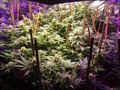 Beadles first proper grow...
