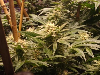 Beadles first proper grow...