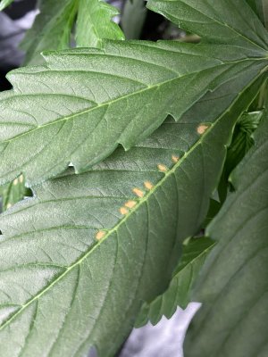 Dead spots on leaves- what’s wrong?
