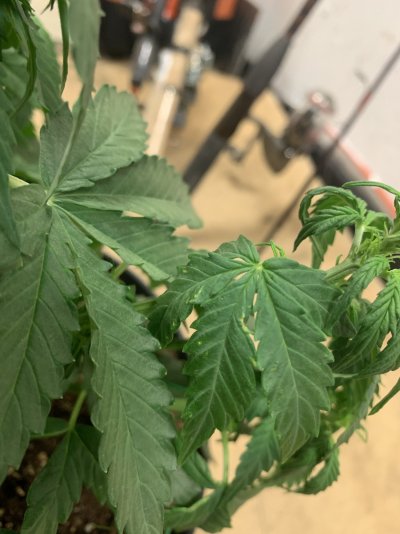 Deficiency problem? Help please