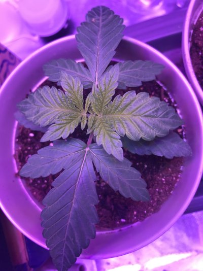 Old seeds??