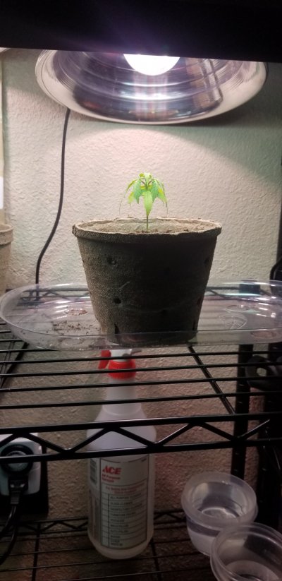 please-help-overwatered-seedling-3.jpg