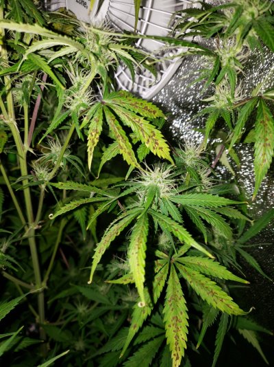 calcium-deficiency-leaf-septoria-help-flowering-stage-6.jpg