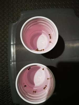 IMG_20200507_214134.jpg