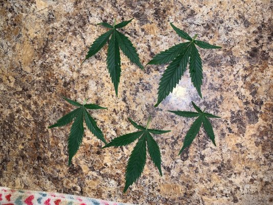 Spotting on leaves
