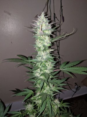Let's See Your Frostiest Flowers