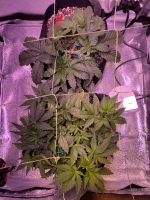 First Time [soil] Grower - Grow Journal