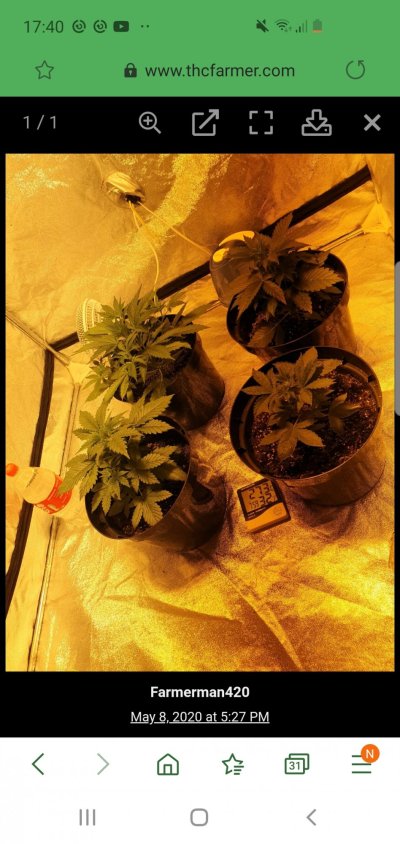 19 day old auto super criticals