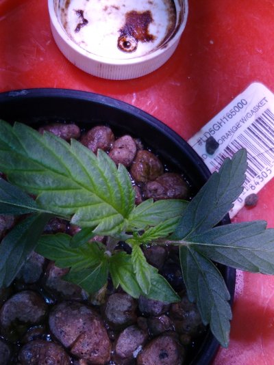 does-anyone-know-what-happened-to-this-plant.jpg