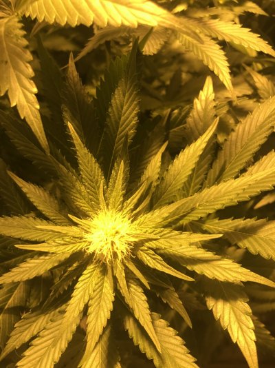please-have-a-look-at-my-plants-3-weeks-into-flower-today-7.jpeg