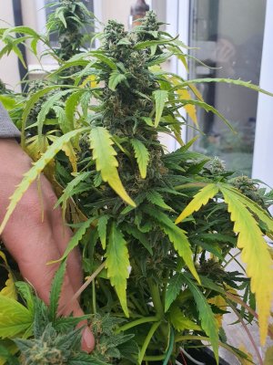 How long till harvest ?