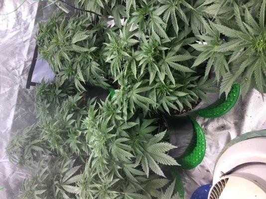 Droopy plants