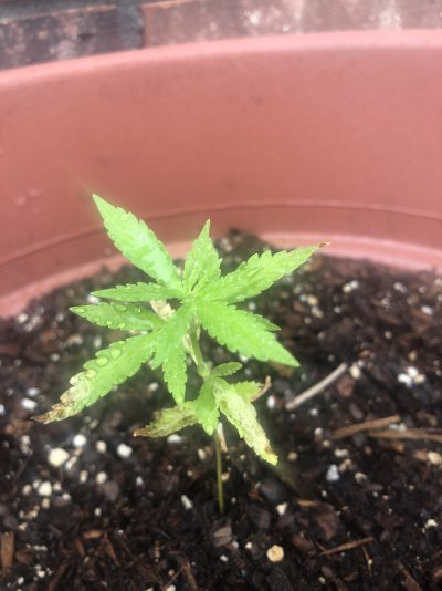 Outdoor Grow Help!