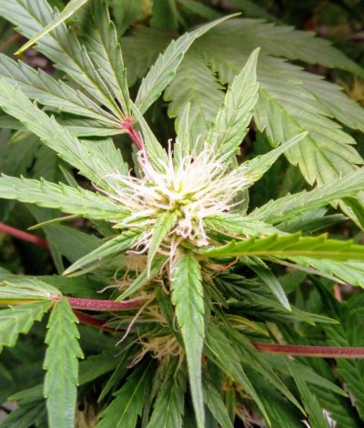 Home made RDWC system, first grow, advice/opinion on my girl?