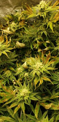 Has anyone switched from chemical nutrients to organic in a RDWC setup while plants are flowering?