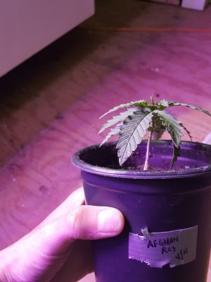 Hybrid grow