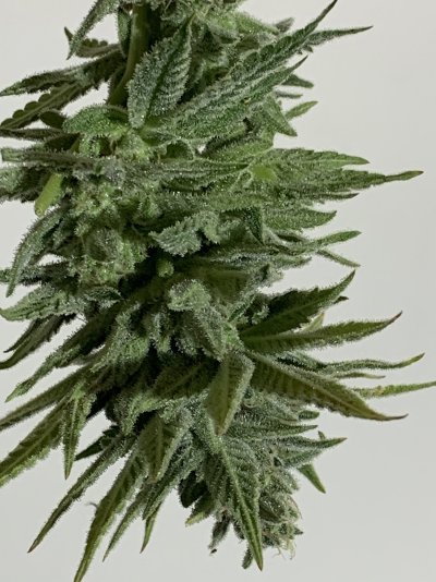 night-terror-og--pheno-24.jpeg