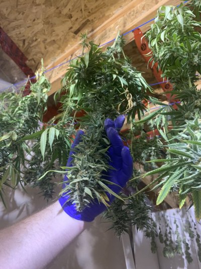 night-terror-og--pheno-24-4.jpeg