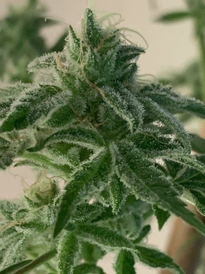 Night terror og  pheno #2/4