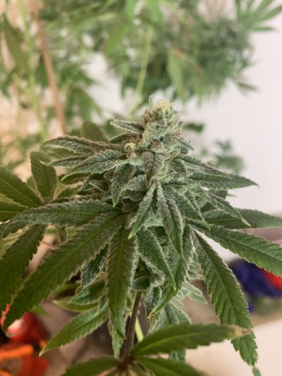 Night terror og  pheno #2/4