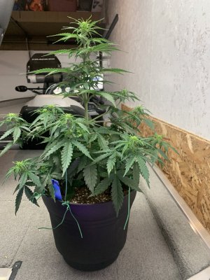Deficiency problem? Help please