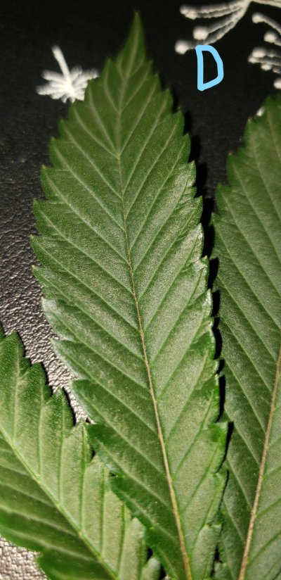 threatco---little-black-circles---flowering-day-22-2.jpg