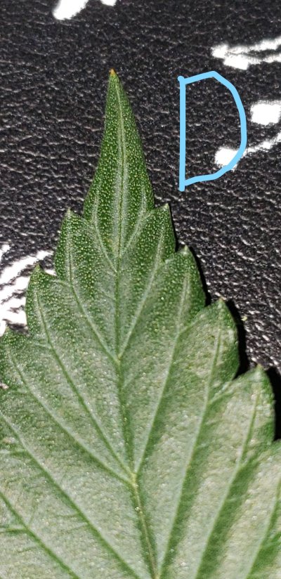 threatco---little-black-circles---flowering-day-22-5.jpg