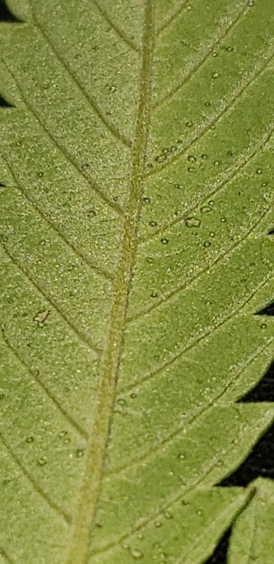 threatco---little-black-circles---flowering-day-22-20.jpg