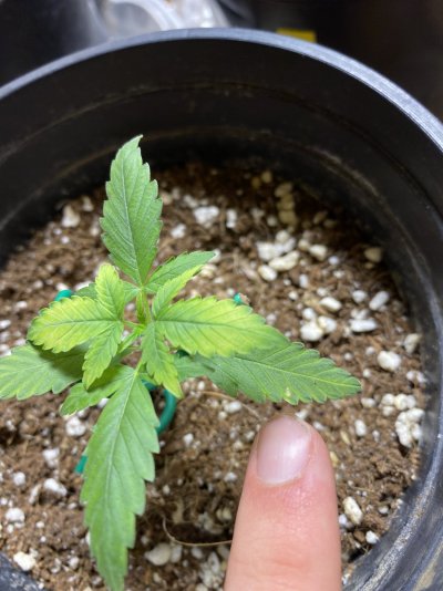 PLEASE HELP!!! My plants are sick