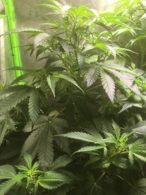 Lets see your 2020 Outdoor Plants!