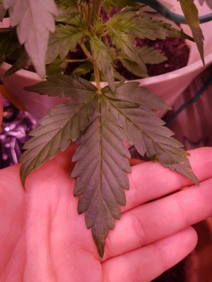 HELP! my auto-flower has some spots