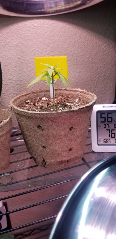 (Update) Possible Overwatered. Nut Def.