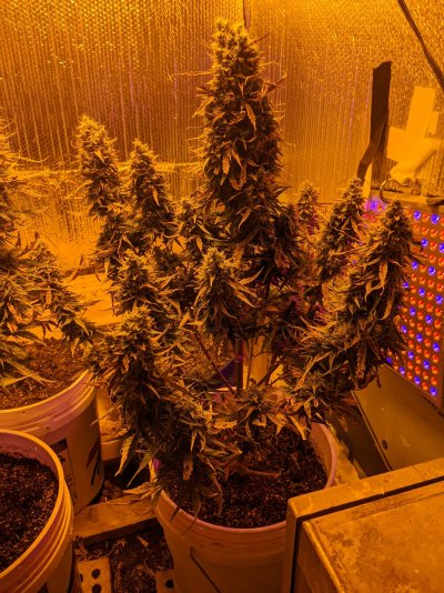 Lady pics - Sweet Tooth and Gorilla Glue auto - Day 59
