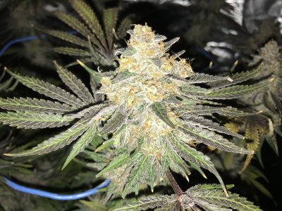 Harvest Day 5.jpg