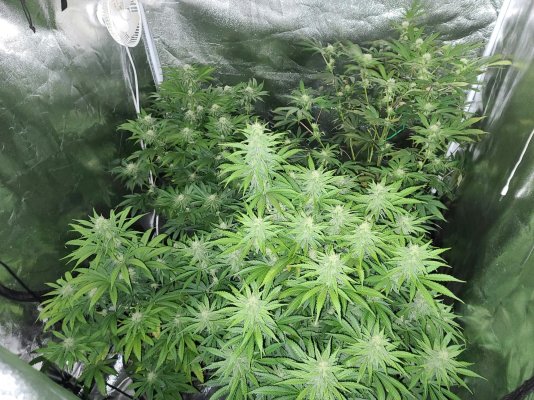 Smokin Joe's 4x4 1000W Grow