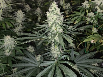 Smokin Joe's 4x4 1000W Grow