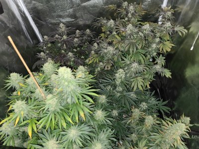 Smokin Joe's 4x4 1000W Grow