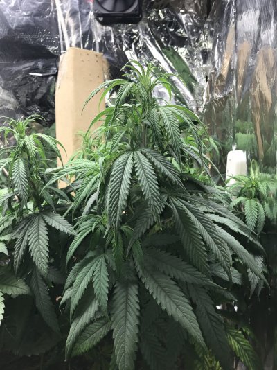 Drooping leaves.