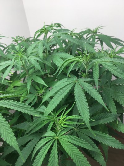 need-help-with-transplanting-a-plant-6.jpg